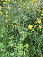 Brassiceae