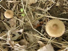 Inocybe sindonia