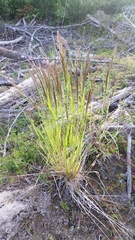Agrostis exarata