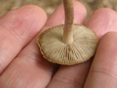 Inocybe sindonia