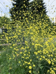 Brassiceae