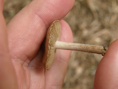 Inocybe sindonia