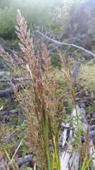 Agrostis exarata