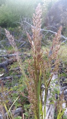 Agrostis exarata