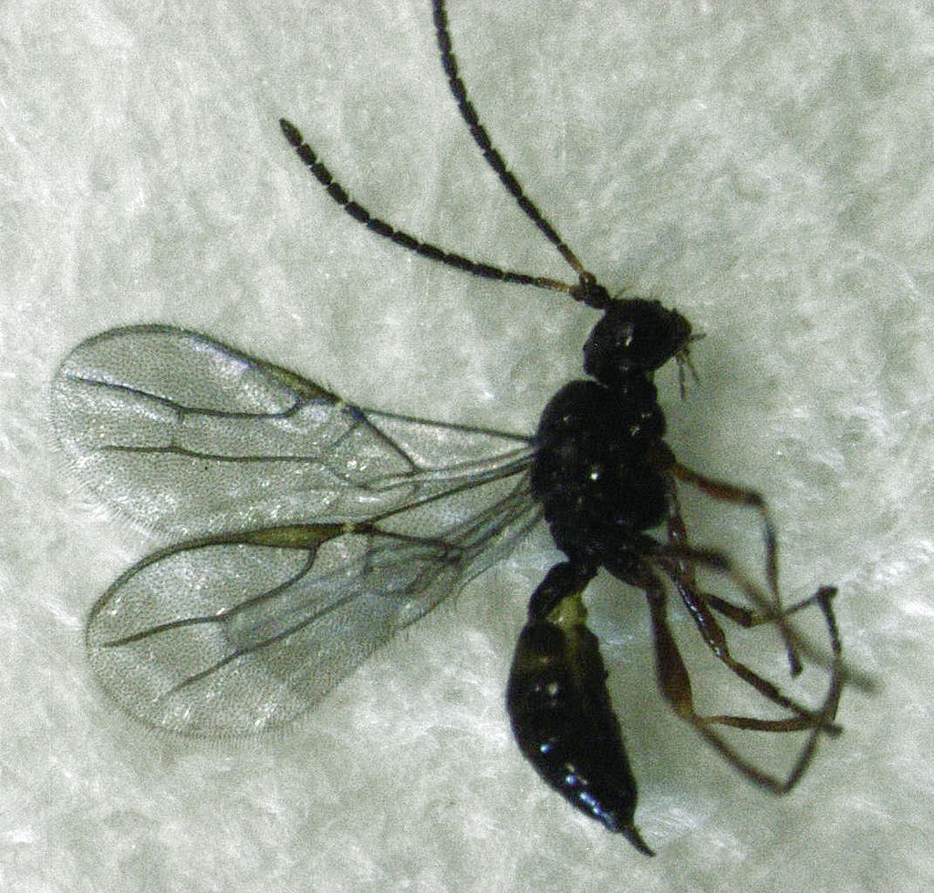 Choreopraon totarae