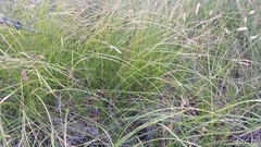 Carex inops