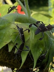 Leptoglossus phyllopus