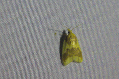 Cenopis diluticostana