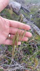 Bromus vulgaris