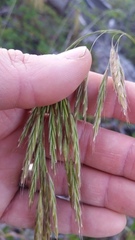 Bromus vulgaris