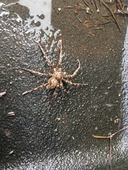 Dolomedes tenebrosus