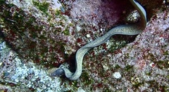 Gymnothorax thyrsoideus