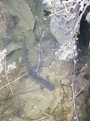 Hynobius leechii