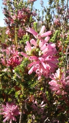 Erica verticillata