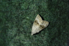 Meganola albula