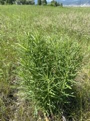 Adenophora stenanthina