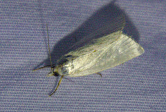 Urola nivalis
