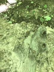 Leiobunum calcar