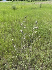 Adenophora stenanthina