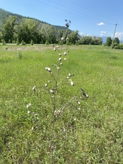 Adenophora stenanthina