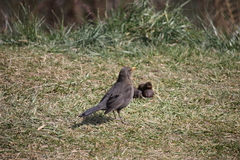 Turdus merula