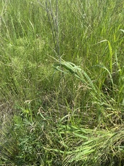 Poa subfastigiata