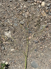 Poa subfastigiata