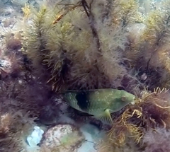 Notolabrus tetricus