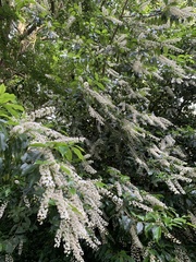 Prunus lusitanica