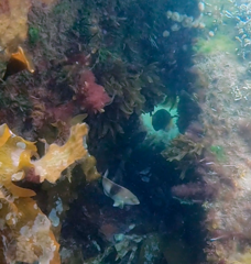 Notolabrus tetricus