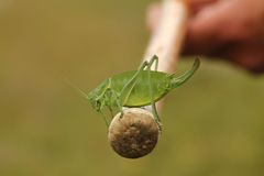 Polysarcus denticauda