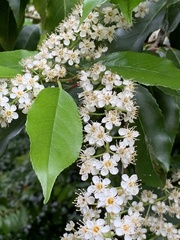 Prunus lusitanica