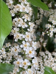 Prunus lusitanica