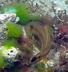 Meuschenia australis