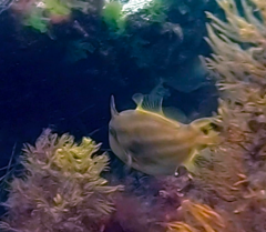 Meuschenia australis