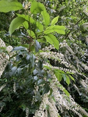 Prunus lusitanica