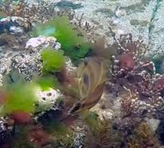 Meuschenia australis