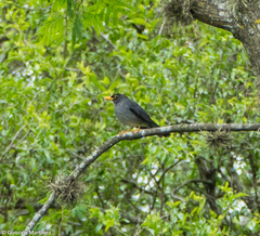 Turdus nigriceps