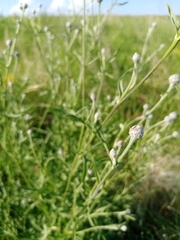 Centaurea scabiosa apiculata