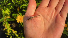 Sympetrum sanguineum