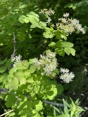 Thalictrum baicalense