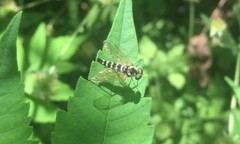 Chrysopilus ornatus