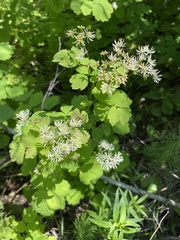 Thalictrum baicalense