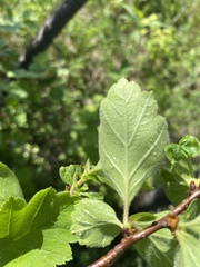 Crataegus maximowiczii