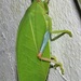 Blue-legged Sylvan Katydid - Photo (c) Peter Vos, some rights reserved (CC BY-NC), uploaded by Peter Vos