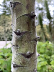 Angiospermae