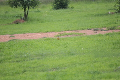 Sturnella magna auropectoralis