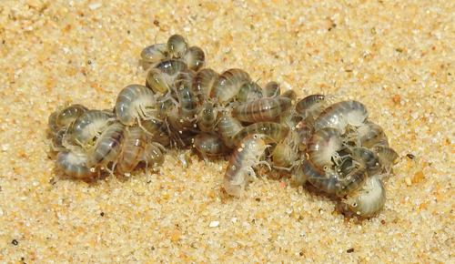 European Sand Hopper, photo 9 of 9