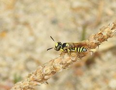 Philanthus pulchellus