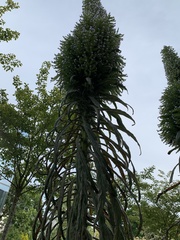 Angiospermae